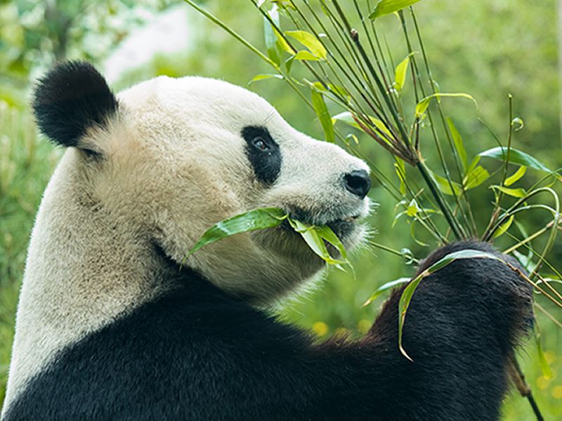 Pandas and Pancakes