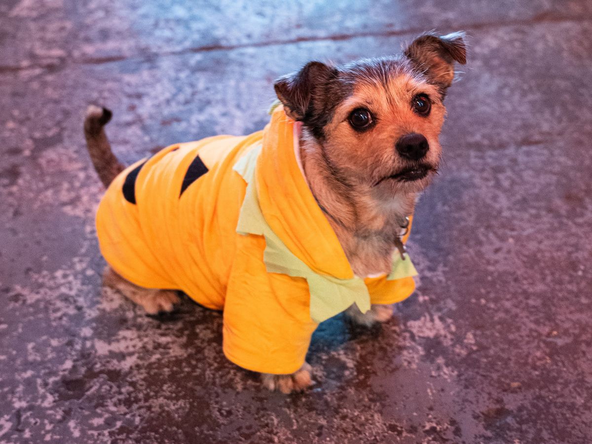 Halloween Dogyard