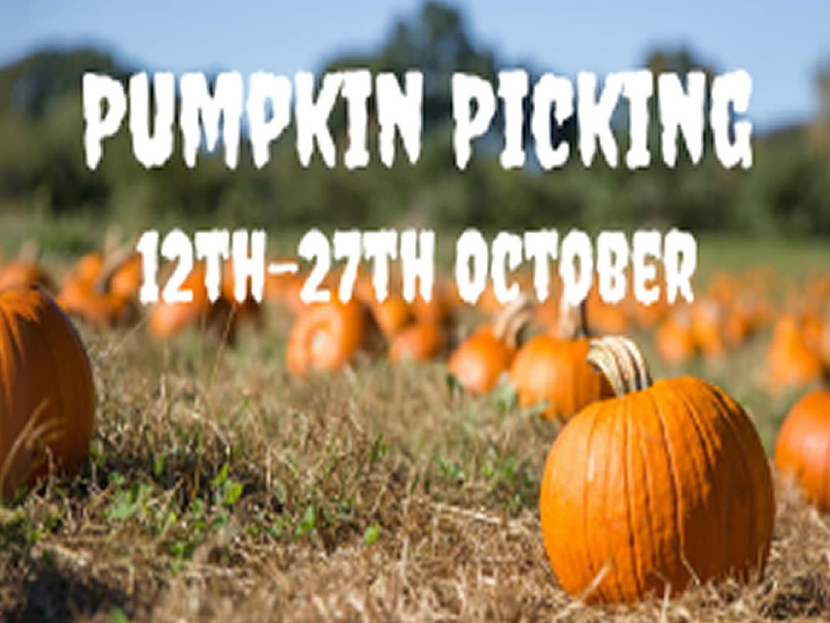 Pumpkin Picking at Briarlands Farm