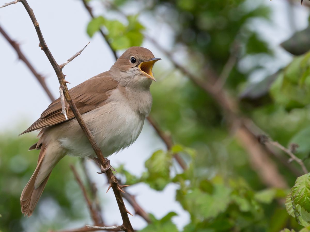 Dawn Chorus - Guided Walk