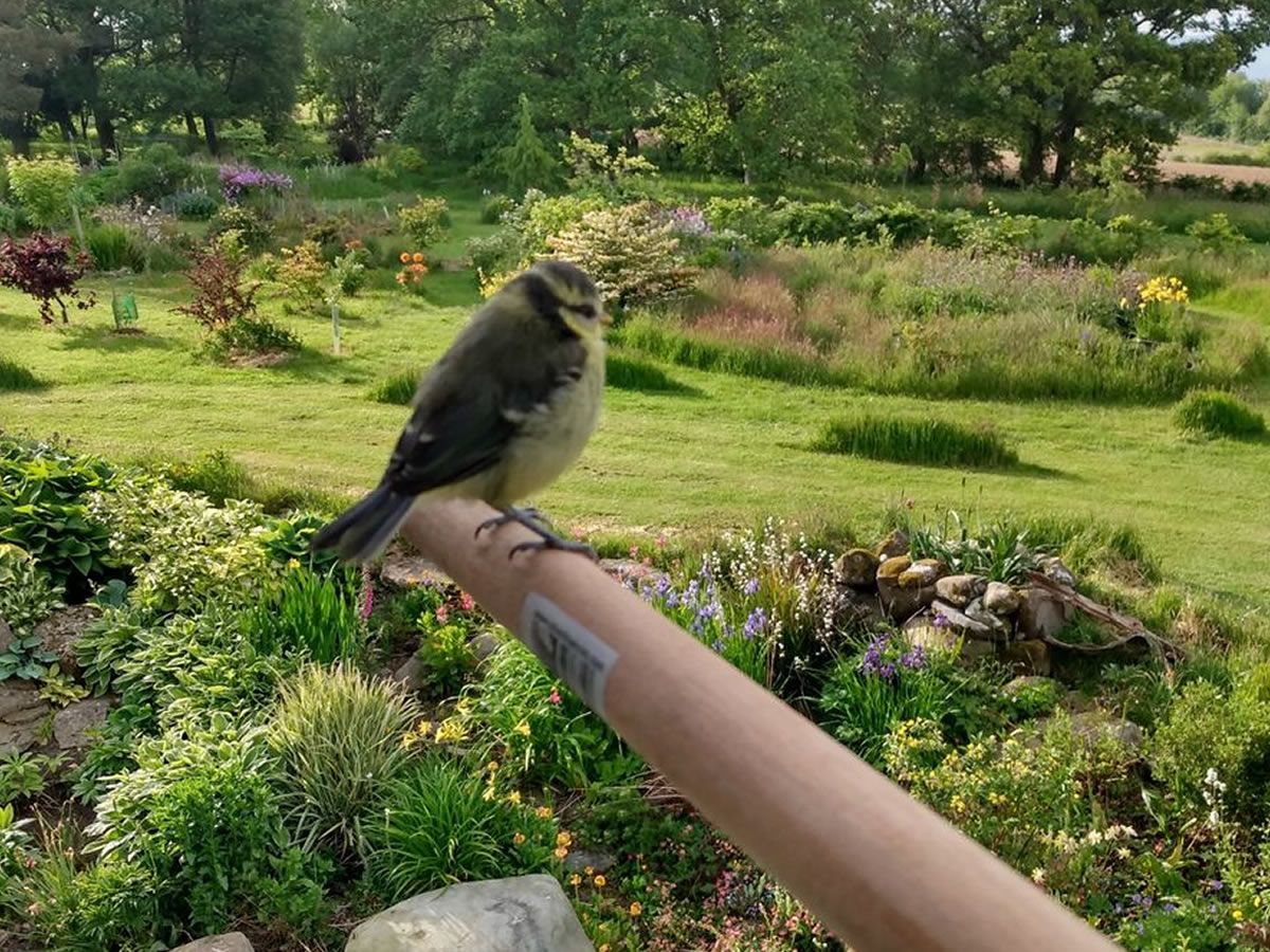 Scotland’s Gardens Scheme Open Garden: Oakmore