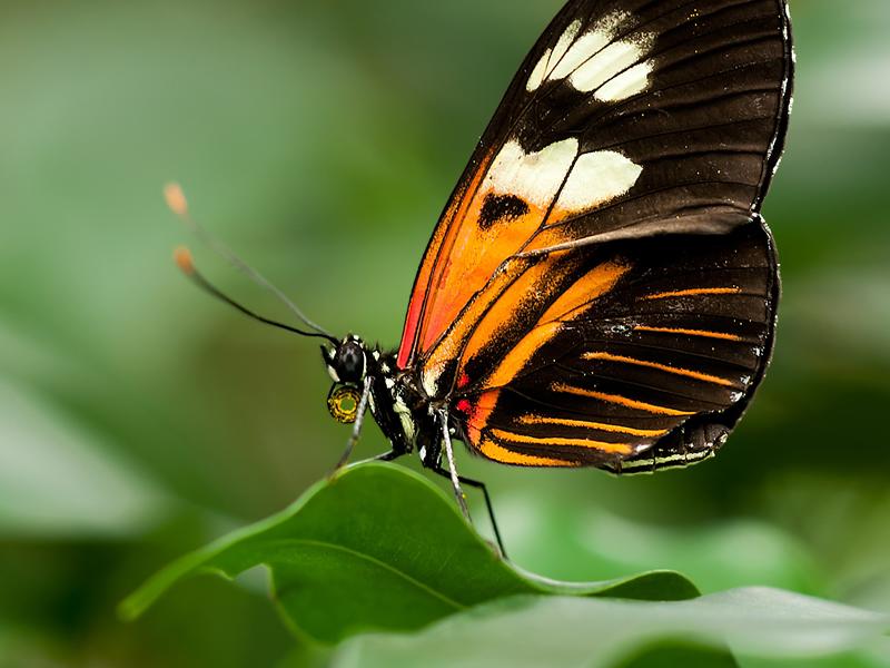 Big Butterfly Count - FULLY BOOKED