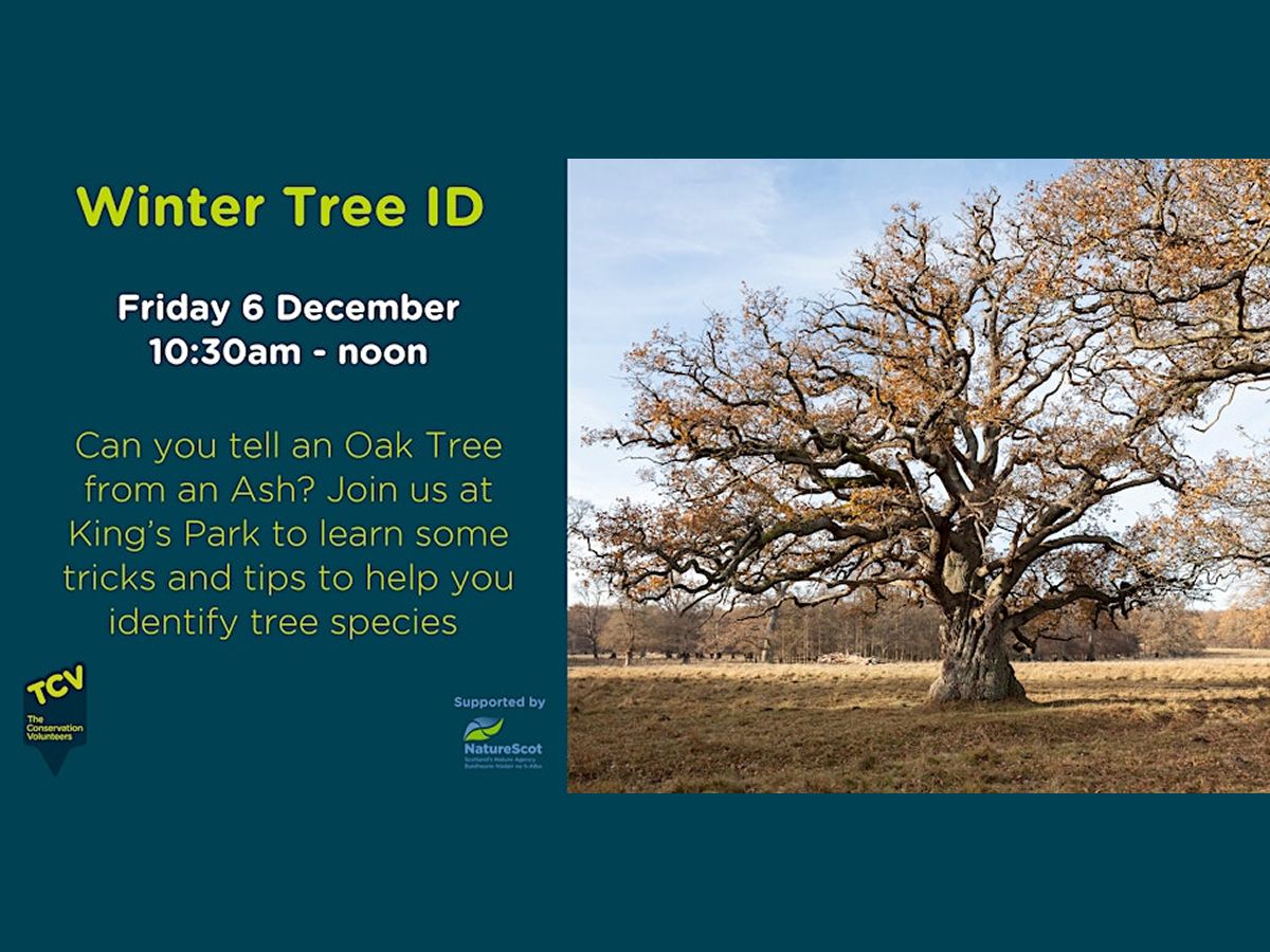 Winter Tree Identification Workshop