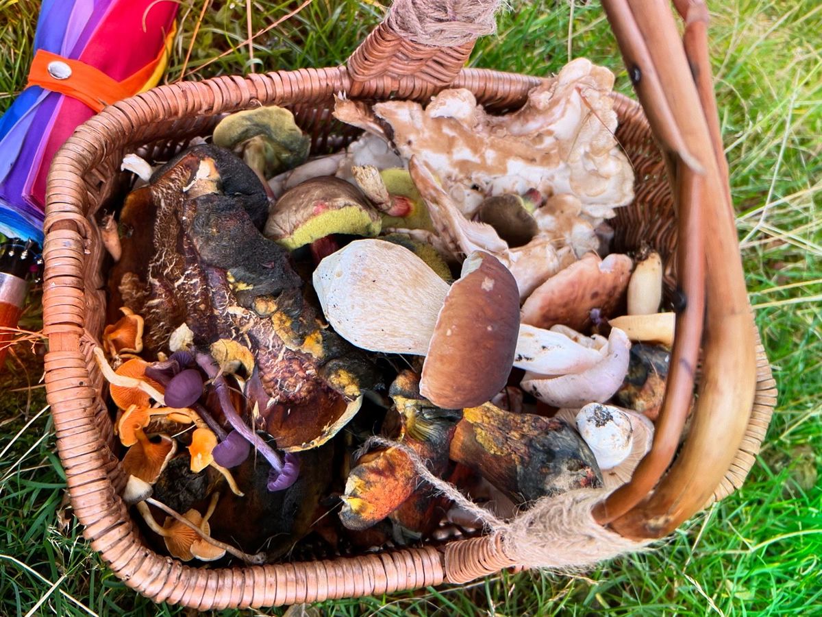 Beginner’s Wild Mushroom Forage and Tasting