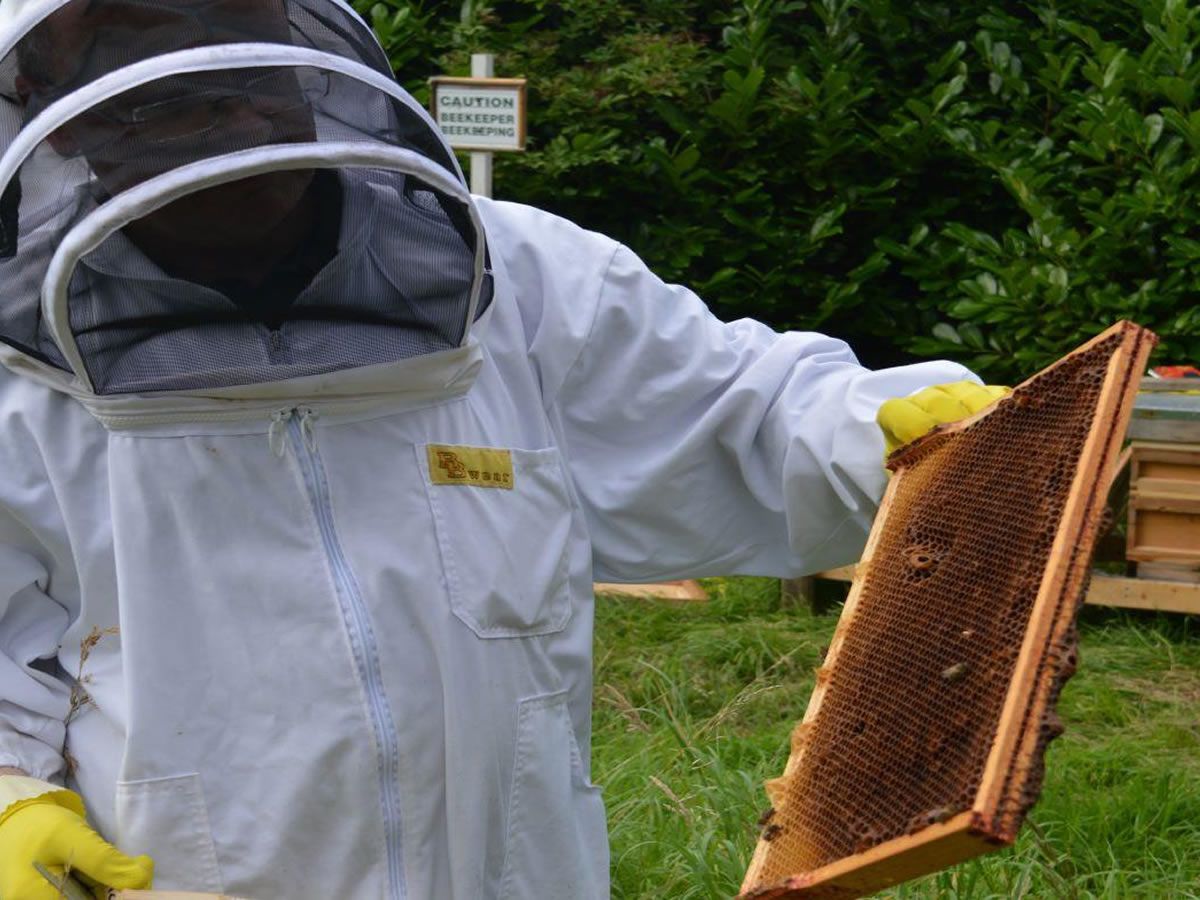 World Bee Day at Lauriston Castle