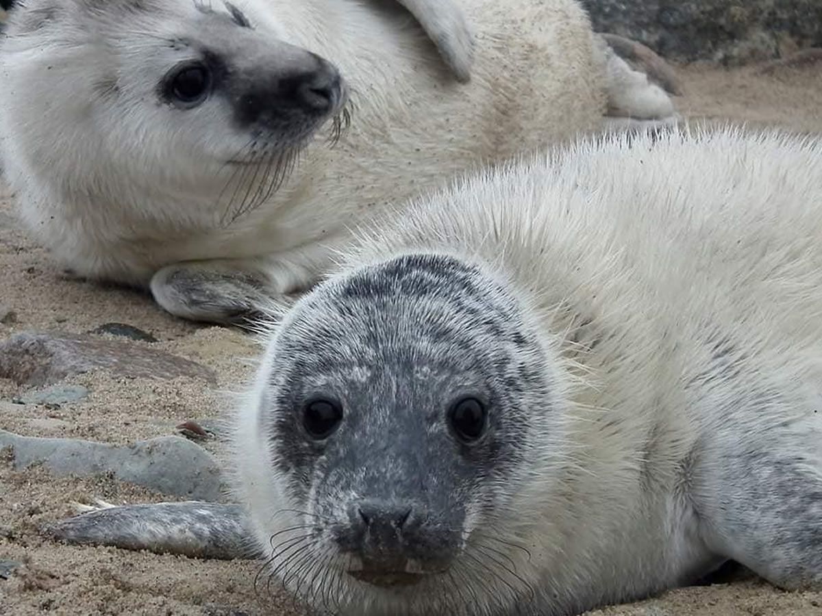 Seal Pup Cruise