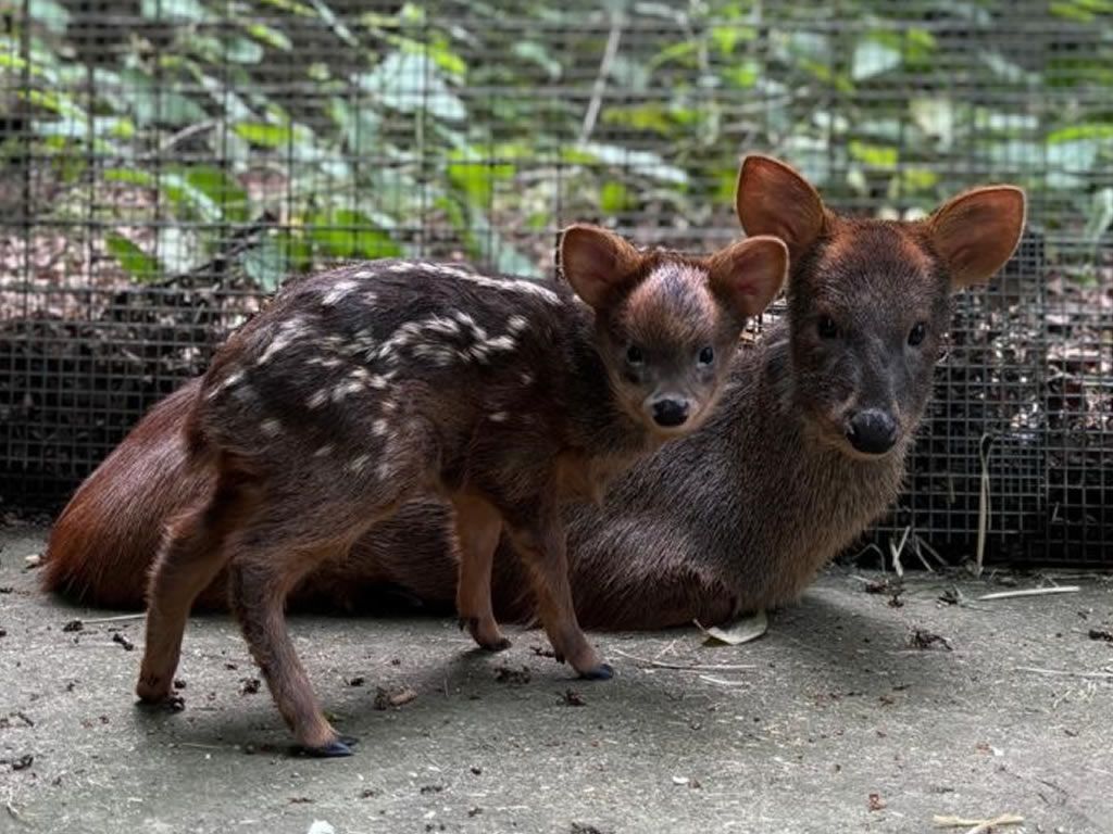 World smallest deer fawn born at Edinburgh Zoo