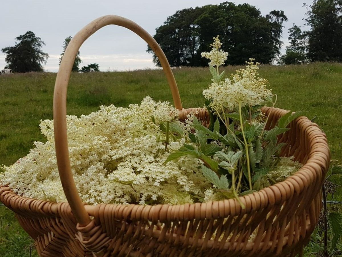 Wild Food Foraging