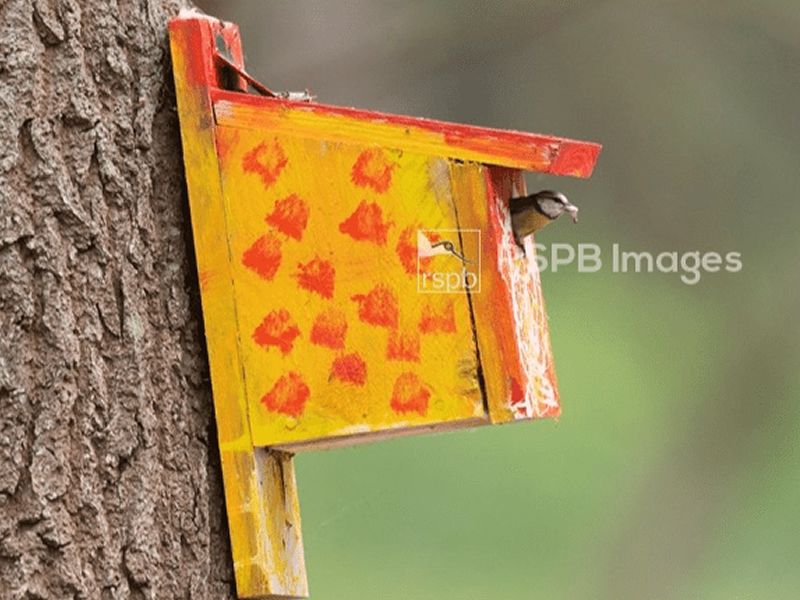 Build your own nest box at RSPB Skinflats