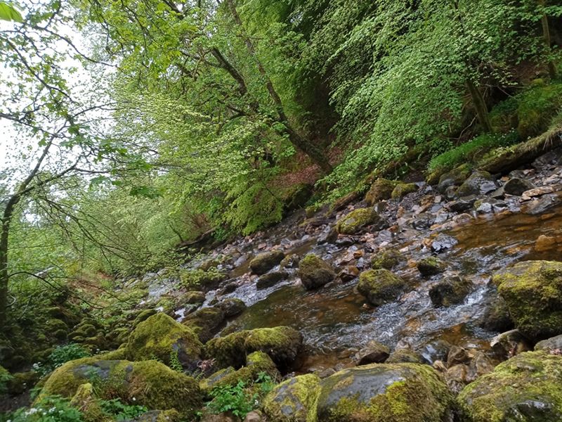 Autumn Forest Bathing Experience