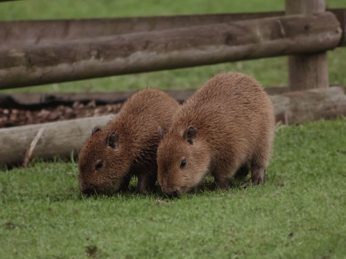 Edinburgh Zoo welcomes two adorable capybaras in time for half term