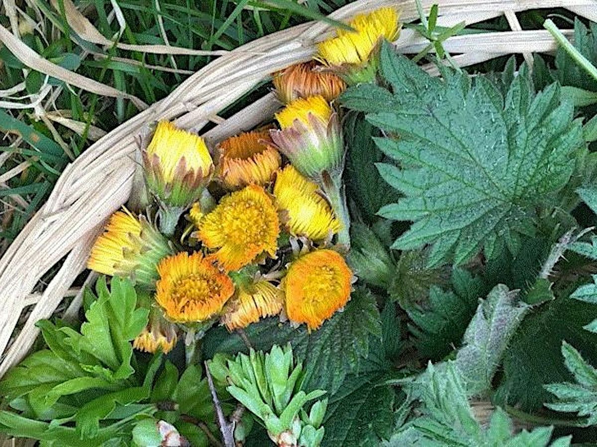 Spring Foraging at Drumpellier Country Park