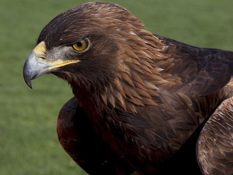 PNHS Talk - Eagles in Southern Skies: 6 years with the South of Scotland Golden Eagle Project