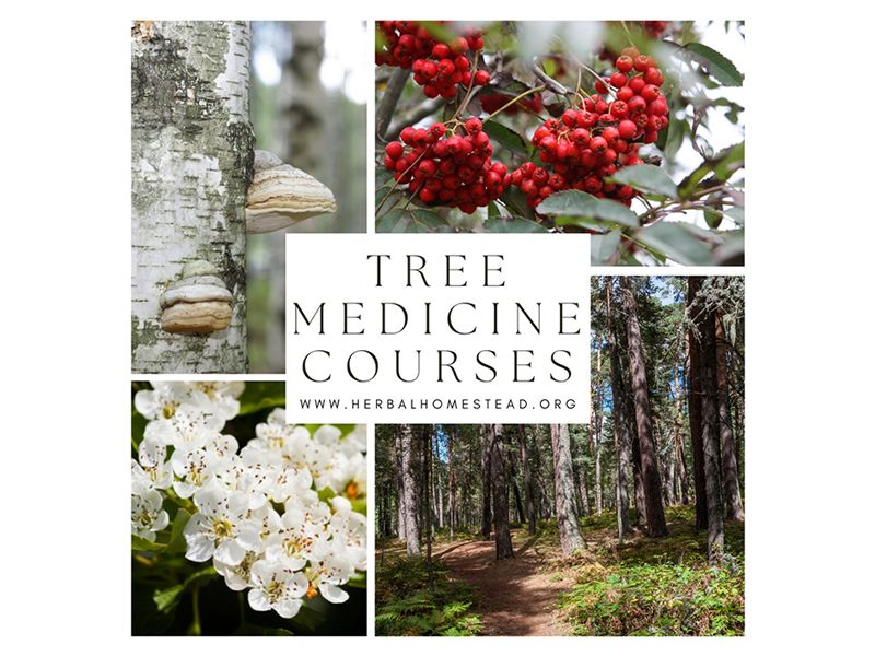 Tree Medicine Across the Seasons - Summer with Rowan