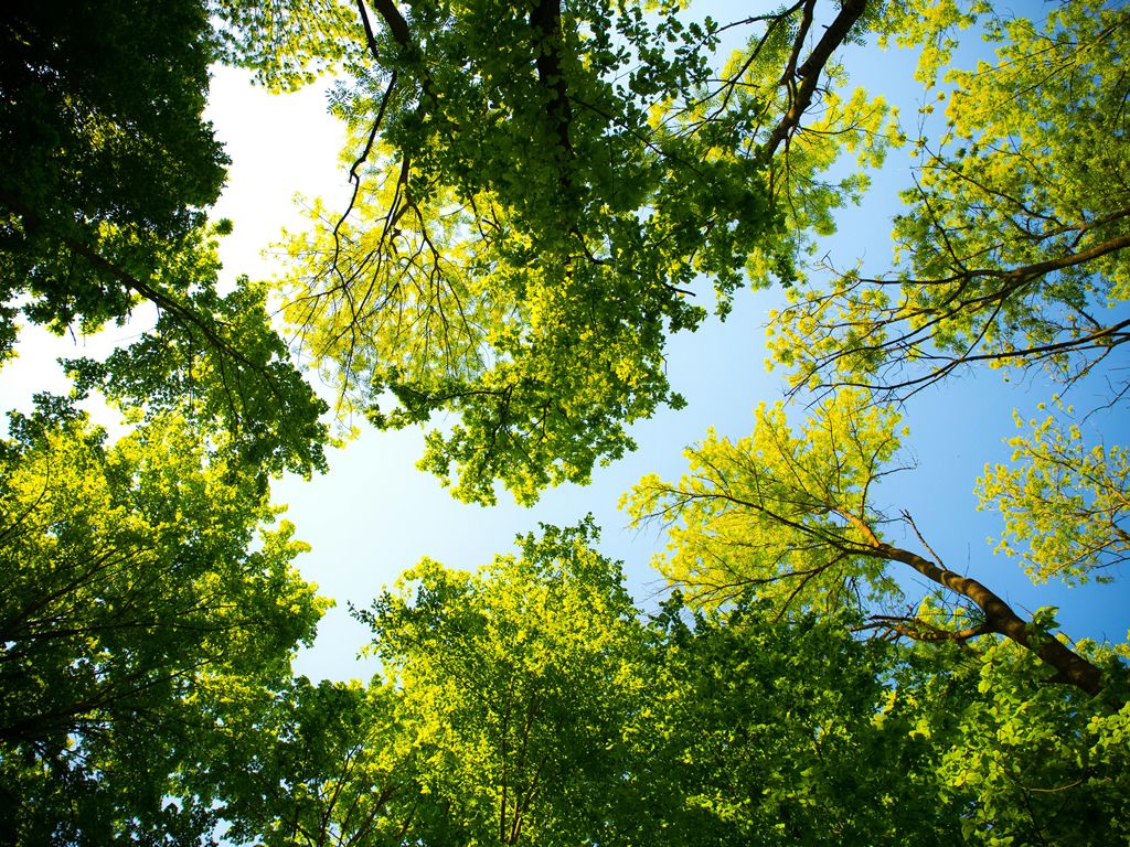 Summer Tree Identification