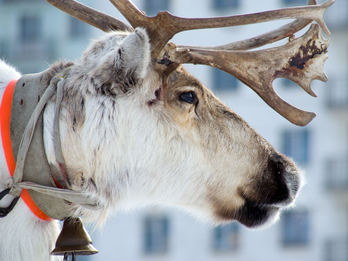 Strathaven Reindeer Day