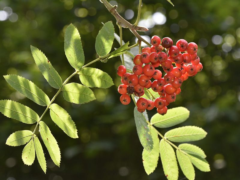 Tree Medicine Across the Seasons - Summer with Rowan