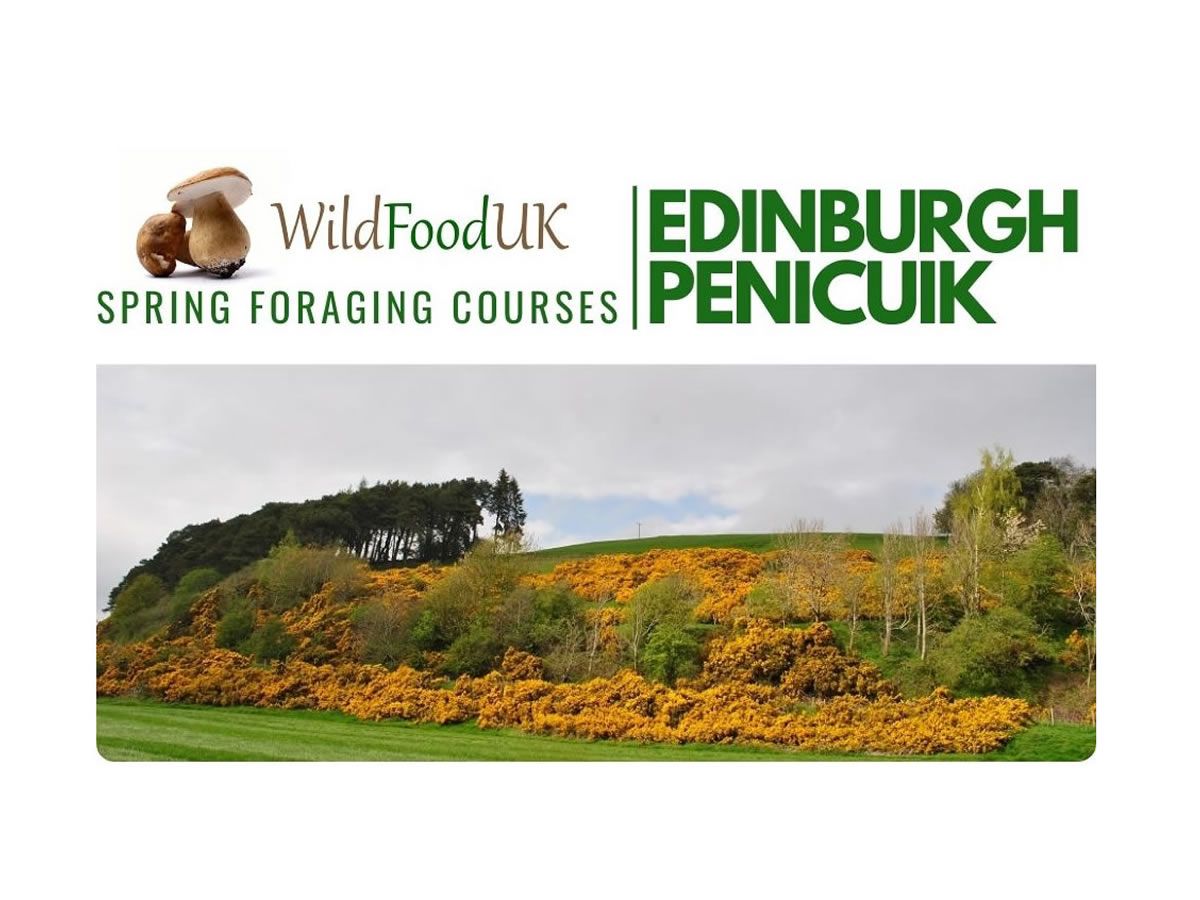 Spring Foraging with Wild Food UK in the Pentland Hills