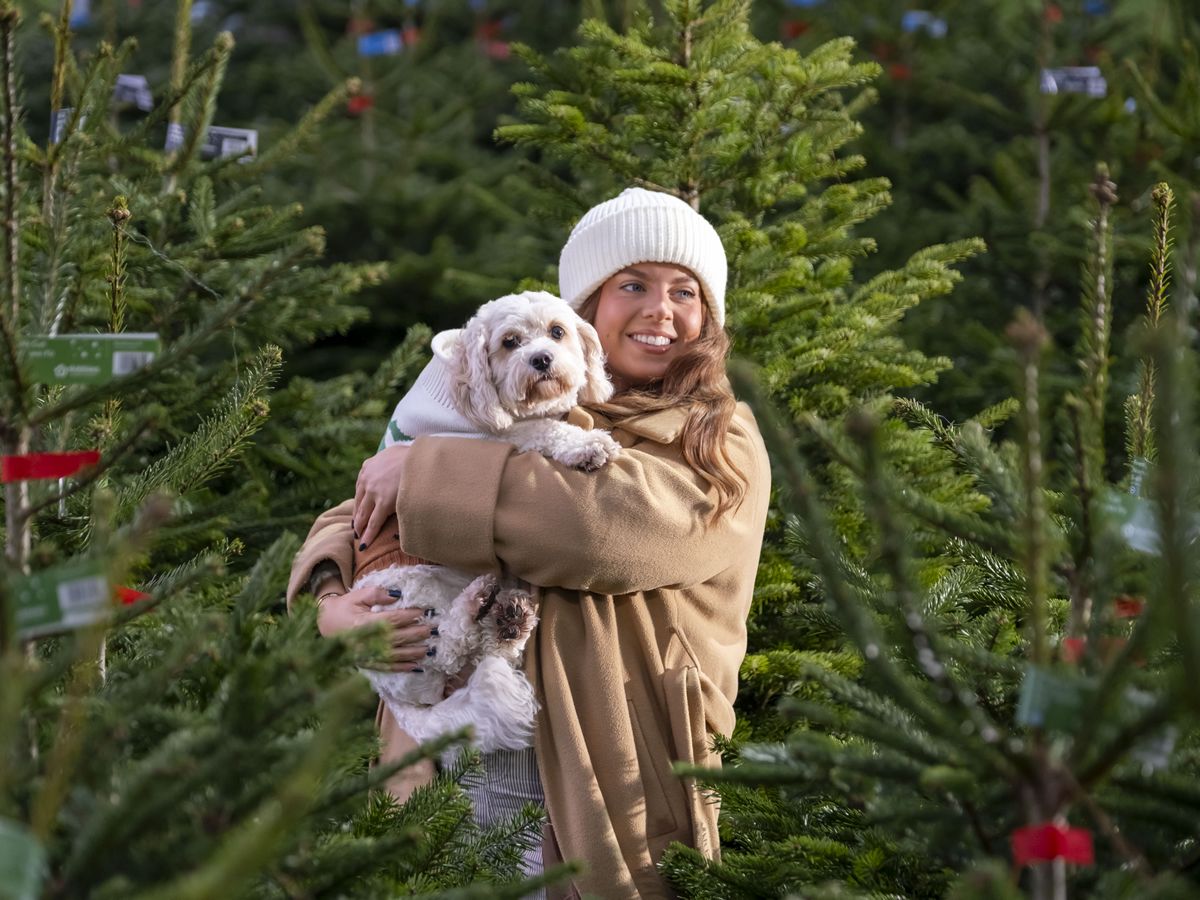 Christmas tree season arrives at Dobbies