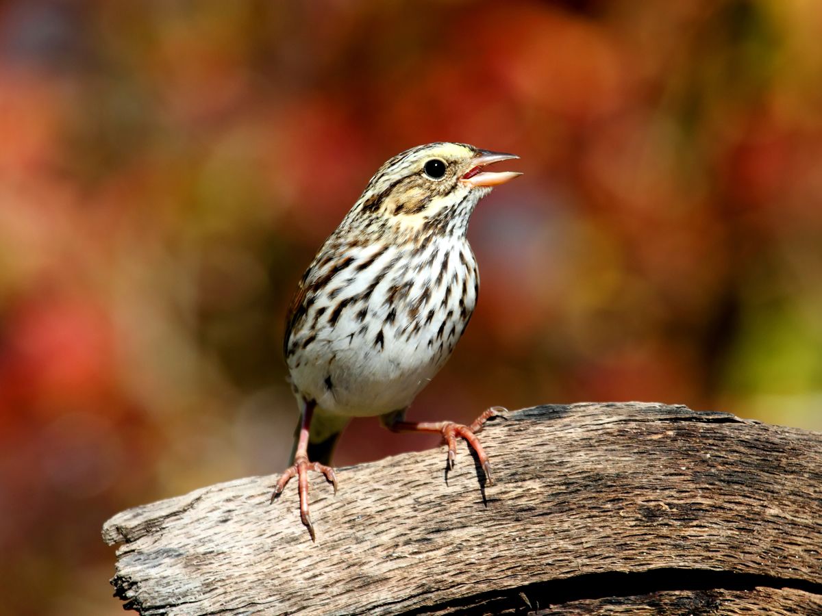 Big Garden Birdwatch Weekend