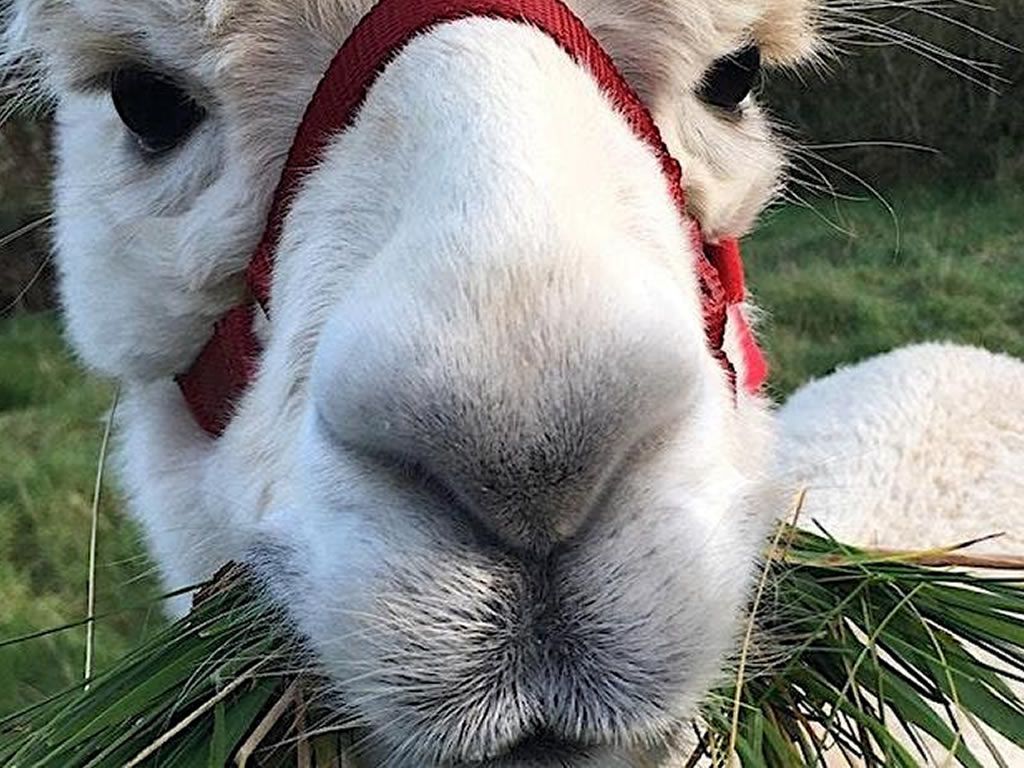 Alpaca Gala Day