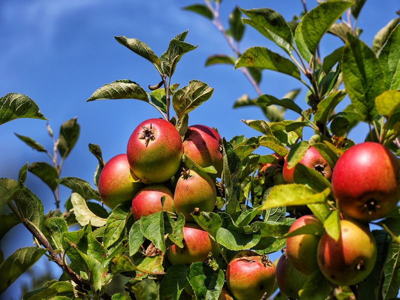 Harvest Day Celebration Picnic