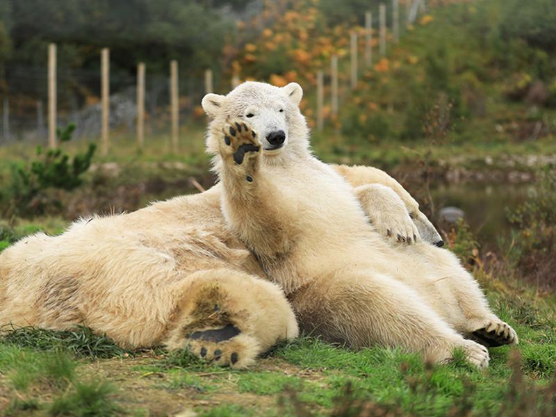 New TV programme goes behind the scenes at Edinburgh Zoo and Highland Wildlife Park