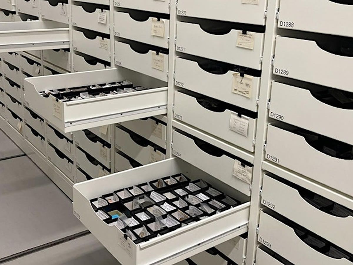 Palaeobiology Collection Tour