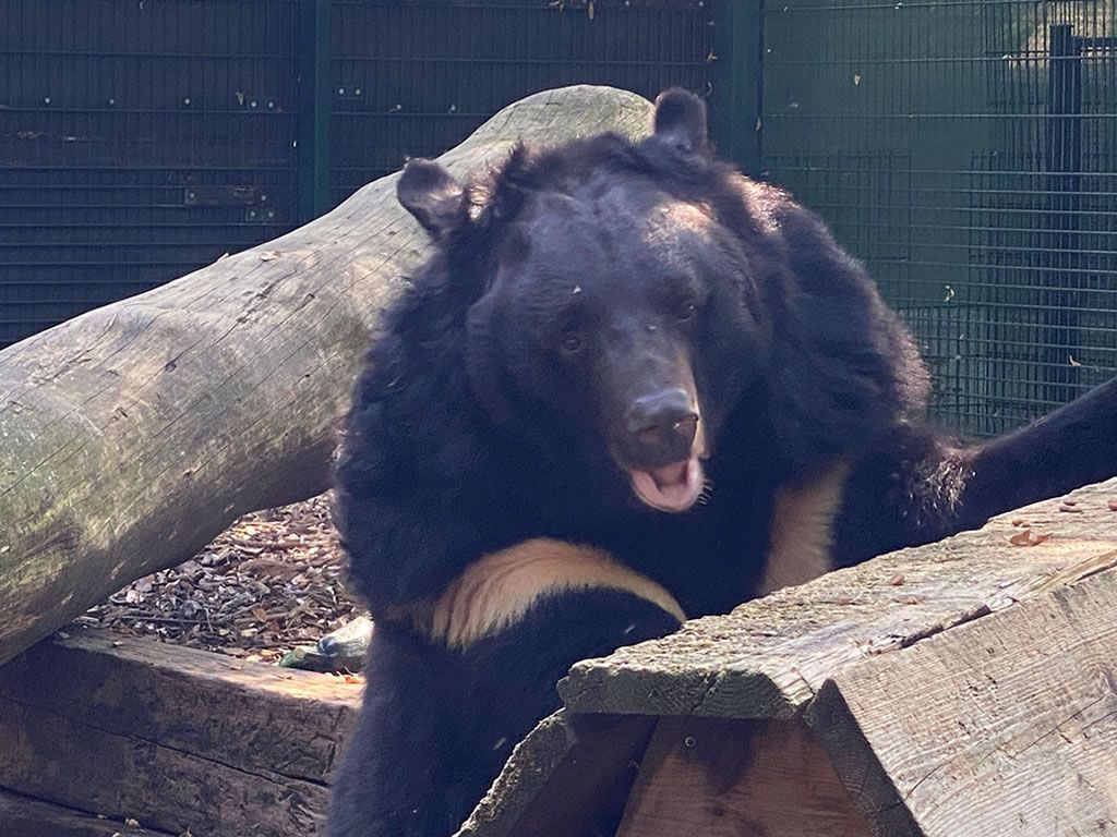 Five Sisters Zoo launches 5k fun run to rescue Bear from War in Ukraine