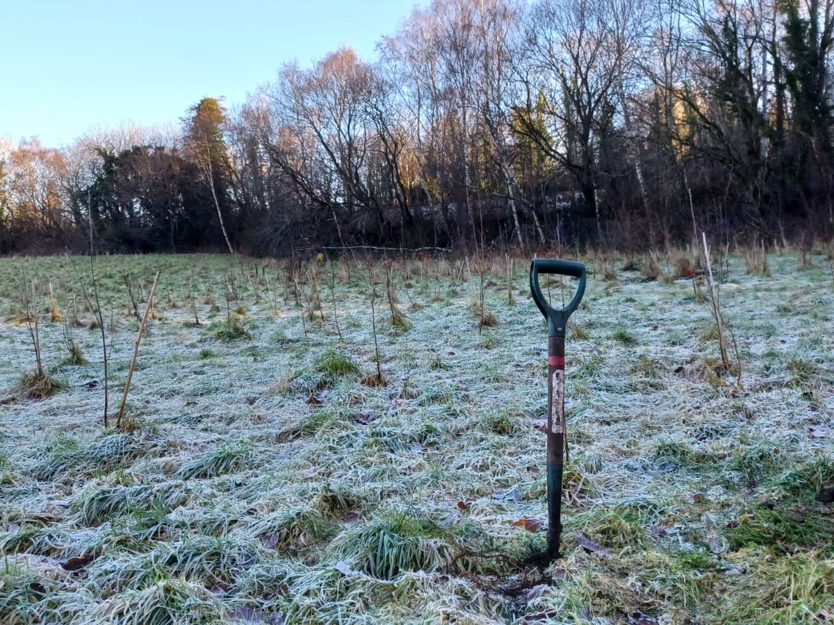 Winter Tree ID at Busby Glen