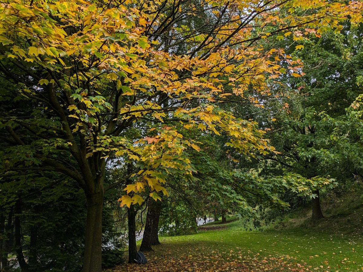 Autumn Forest Bathing Experience