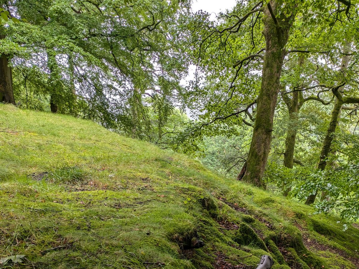 Summer Solstice Forest Bathing Experience