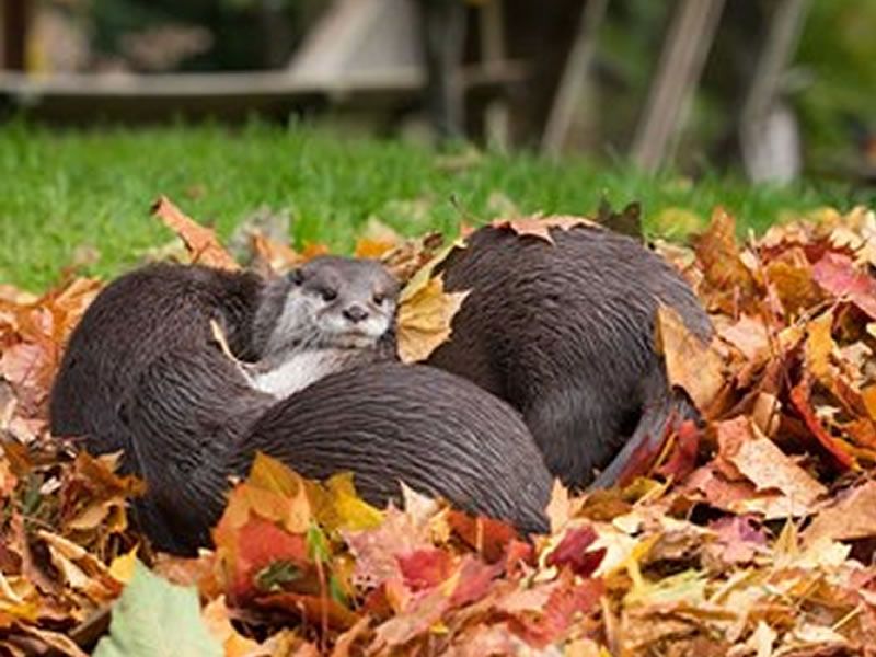 Edinburgh Zoo Autumn Market