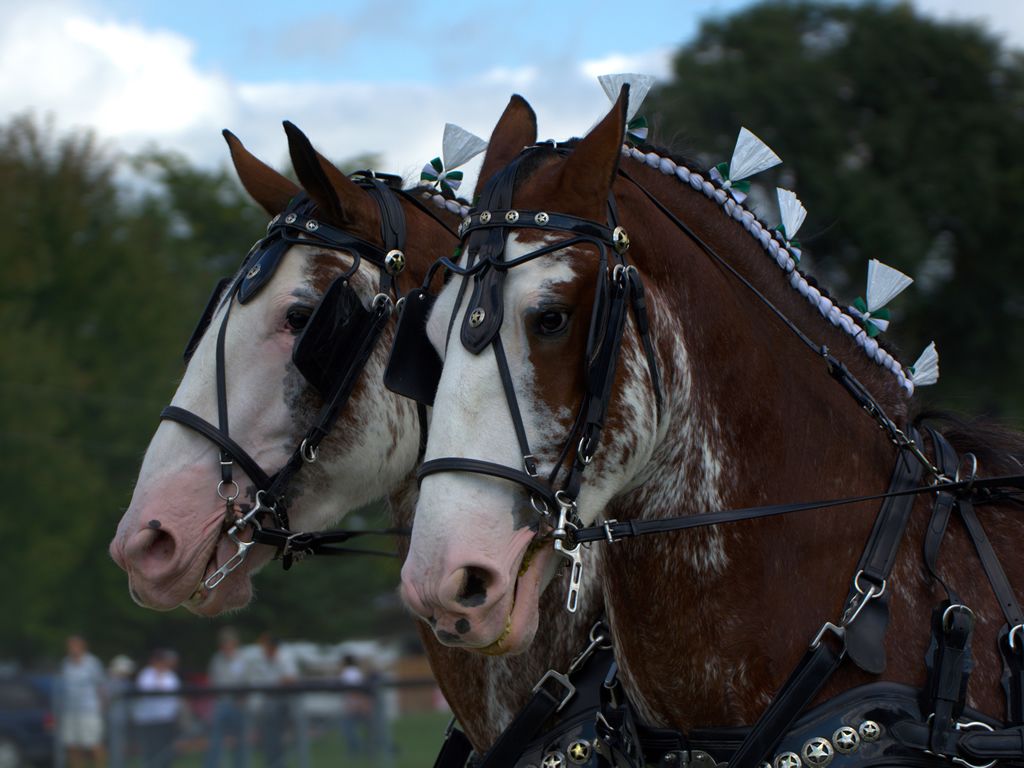 Lanark Clydesdale Foal Show