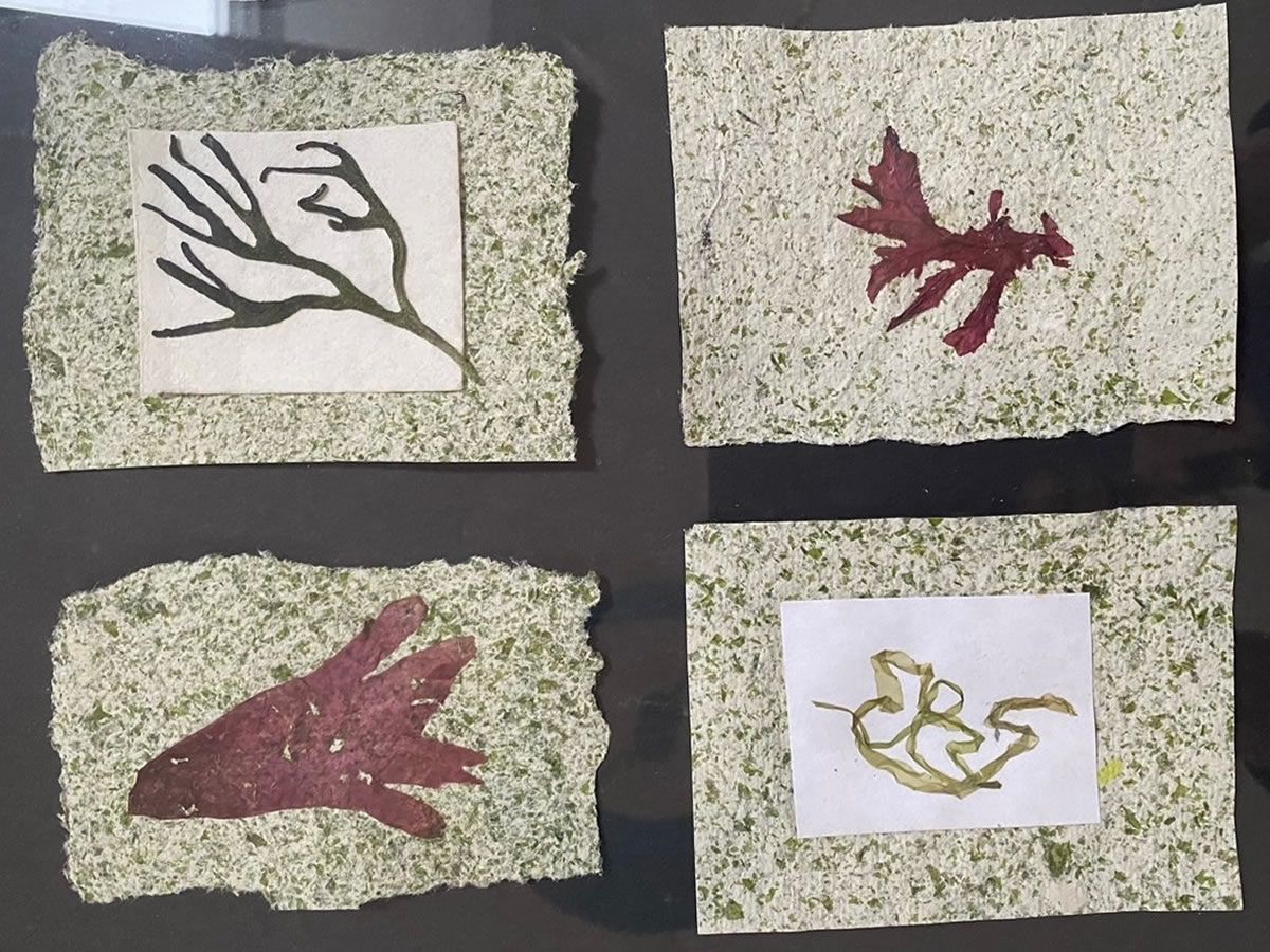 Seaweed Paper Making Workshop