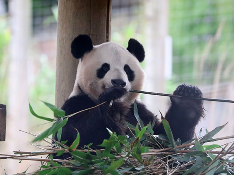 Giant pandas at Edinburgh Zoo to return home in early December