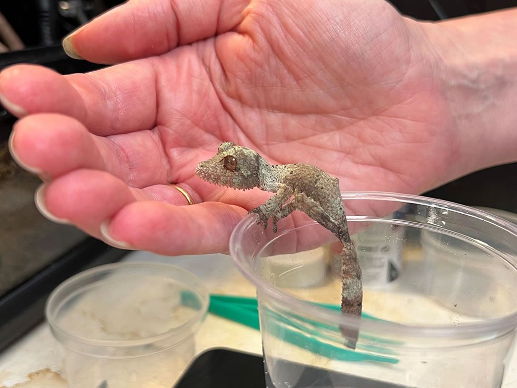 Rare species of gecko hatch at Edinburgh Zoo