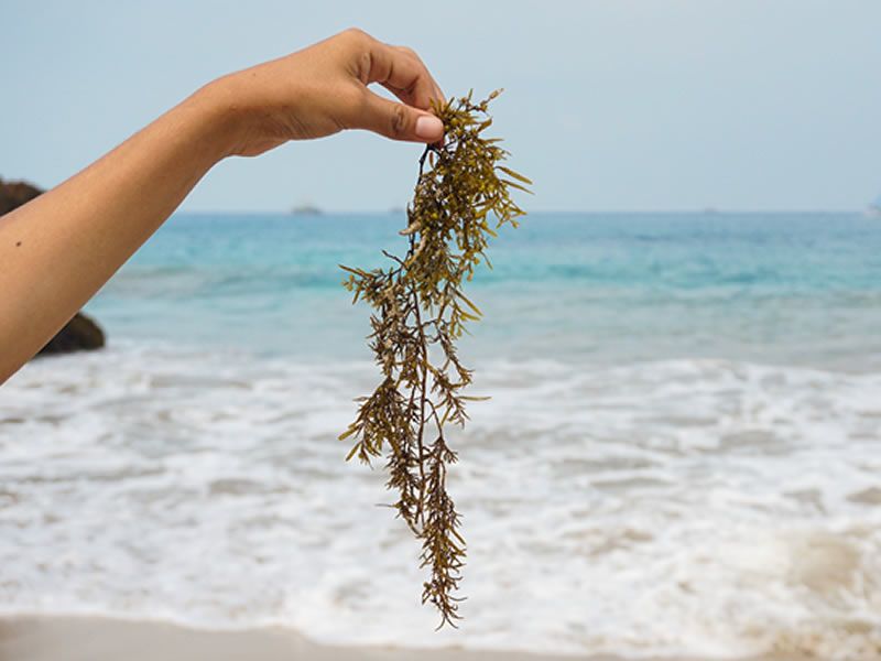 Curious - Ectocarpus: when seaweed meets dance