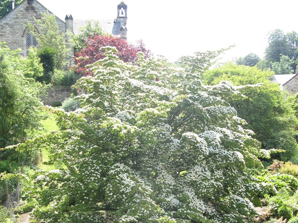 Scotland’s Gardens Scheme Open Garden: Temple Village Gardens