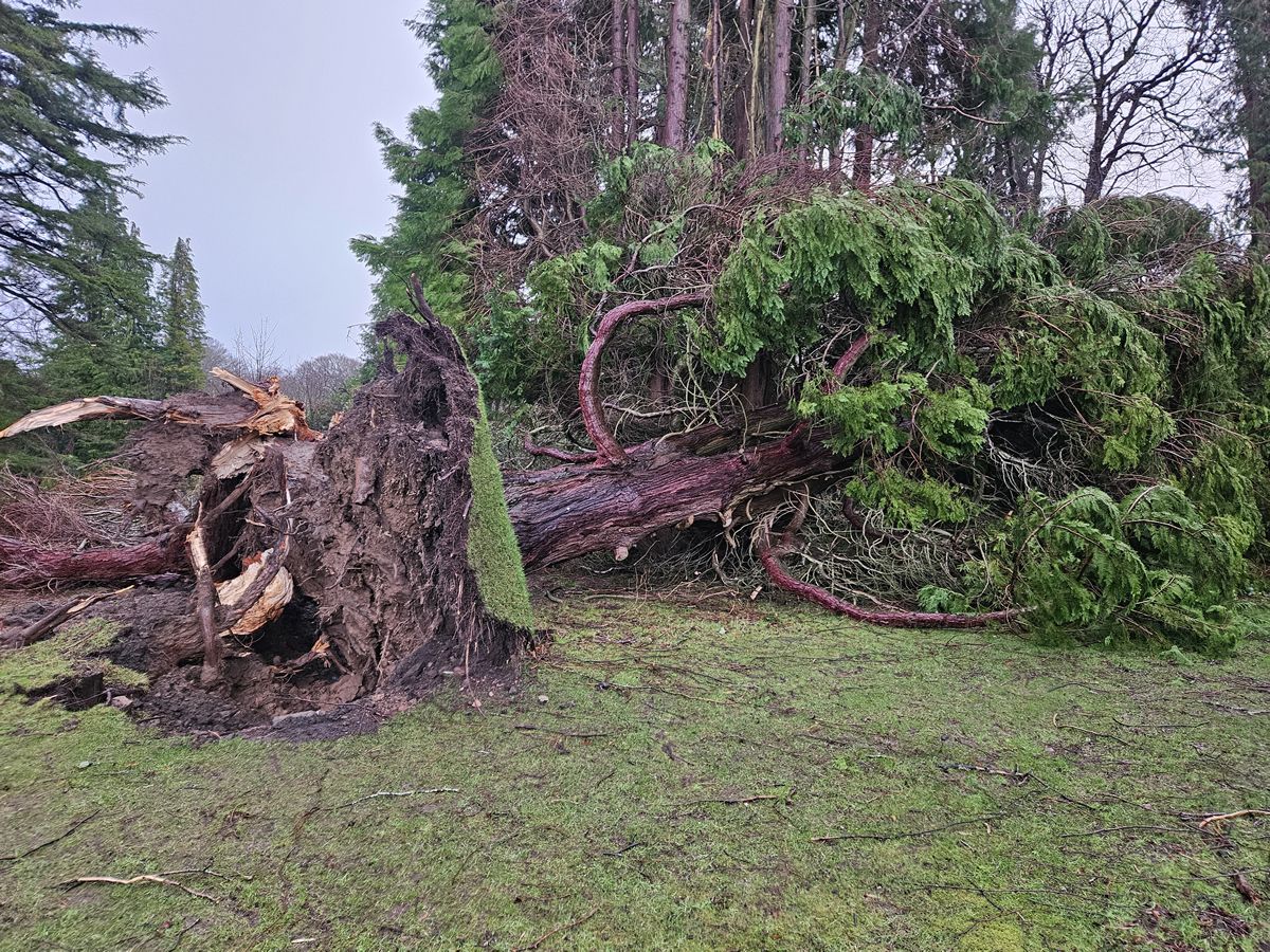 Trust launches storm appeal following extensive damage across Scotland