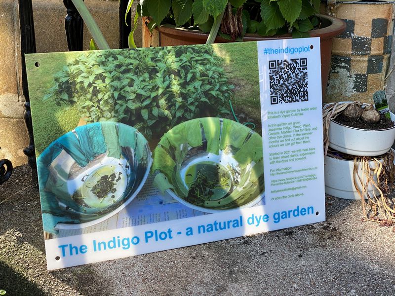 Japanese Indigo Planting Day At The Indigo Plot At The Botanics