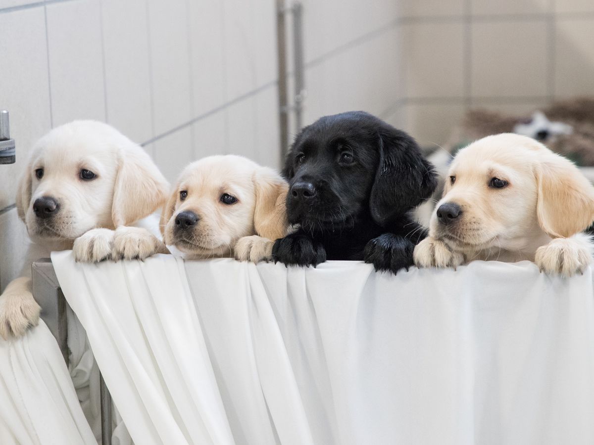 Raise A Guide Dog Puppy