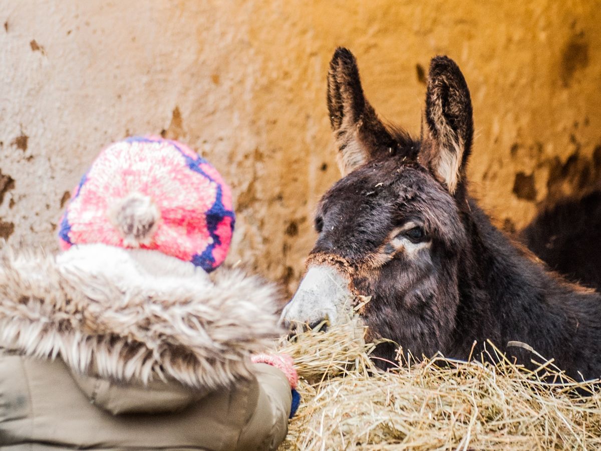 Family festive fun at the National Museum of Rural Life