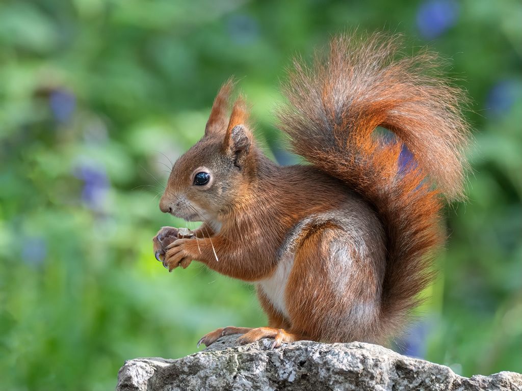 Dobbies partners with Red Squirrel Survival Trust