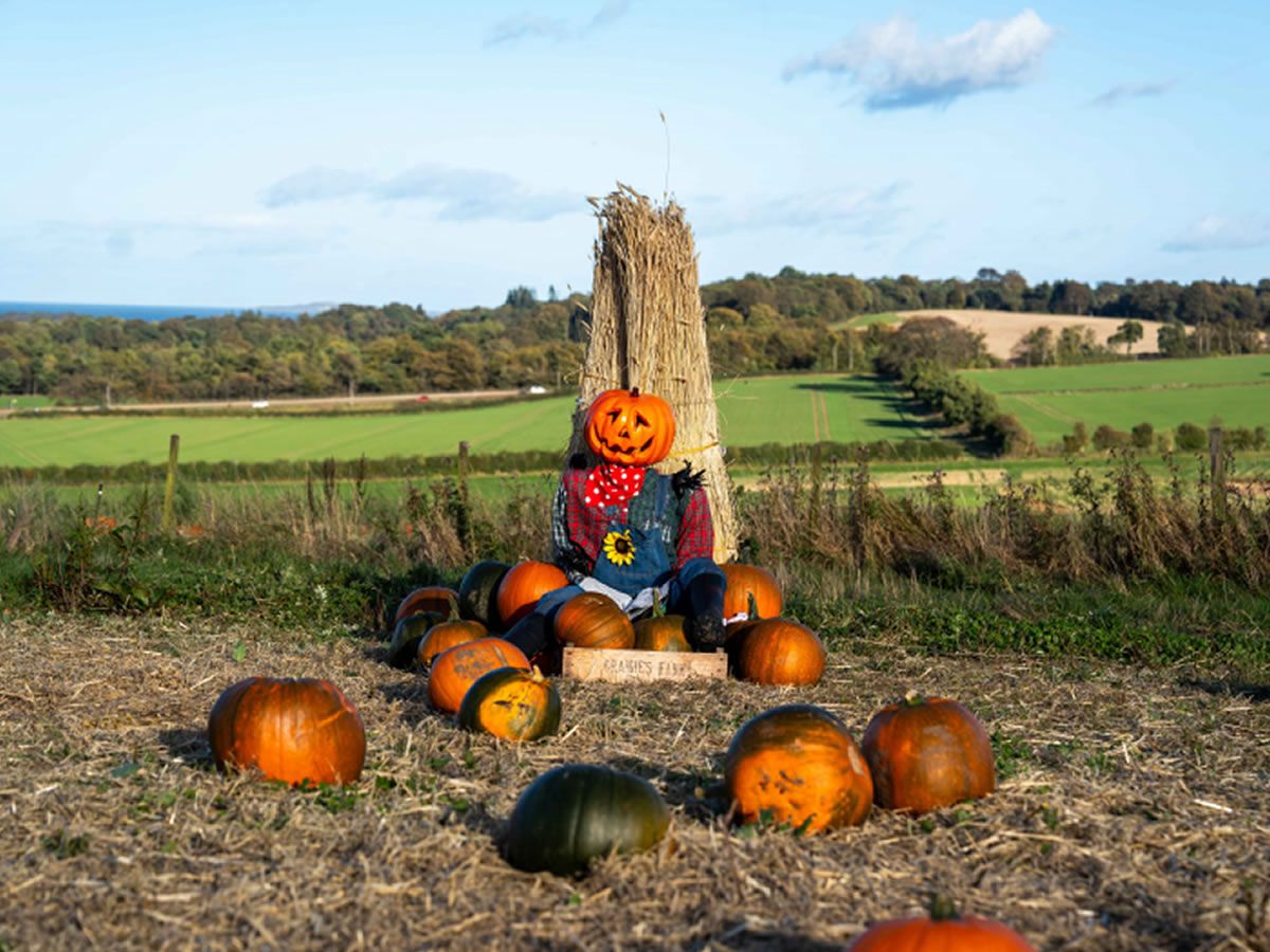 Craigies Pumpkin Festival