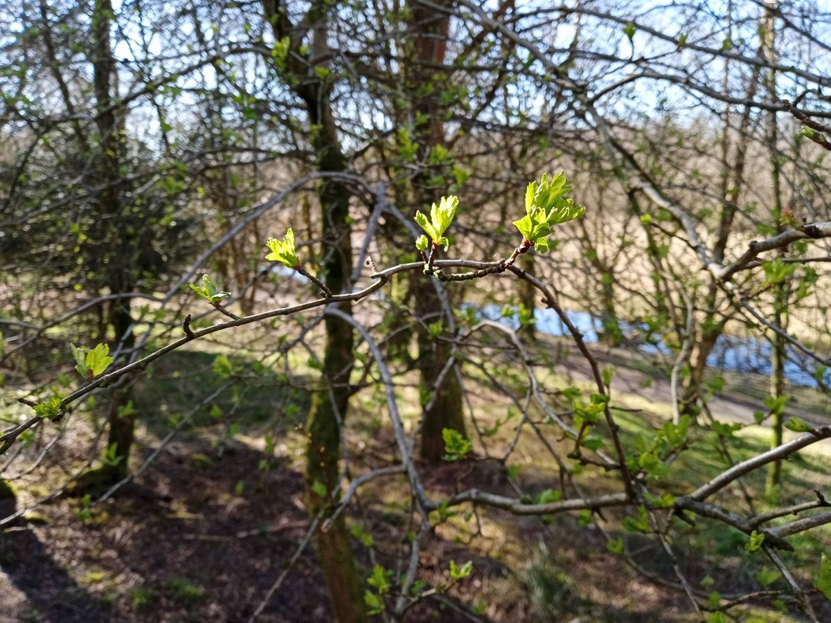 Spring Equinox Forest Bathing Experience