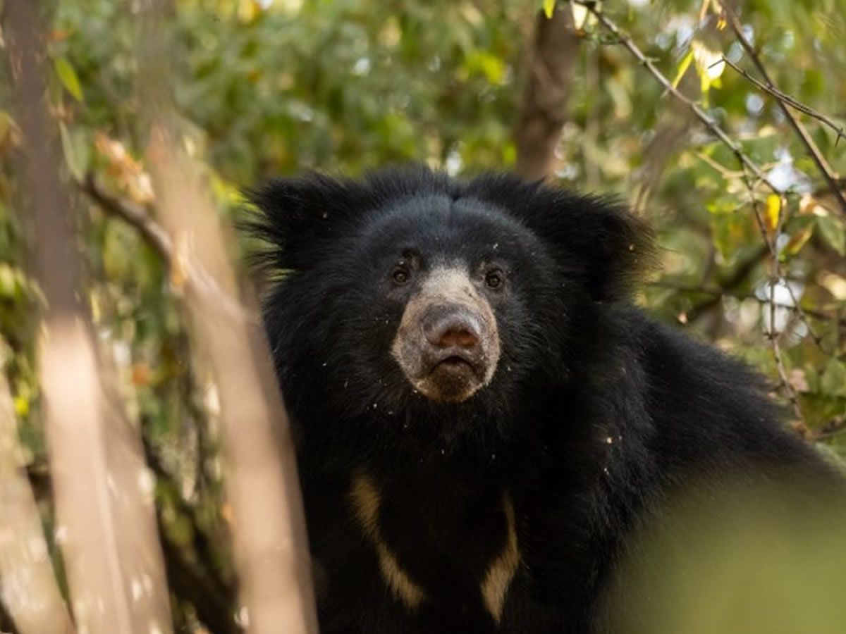 Edinburgh Zoo to welcome sloth bears for the first time