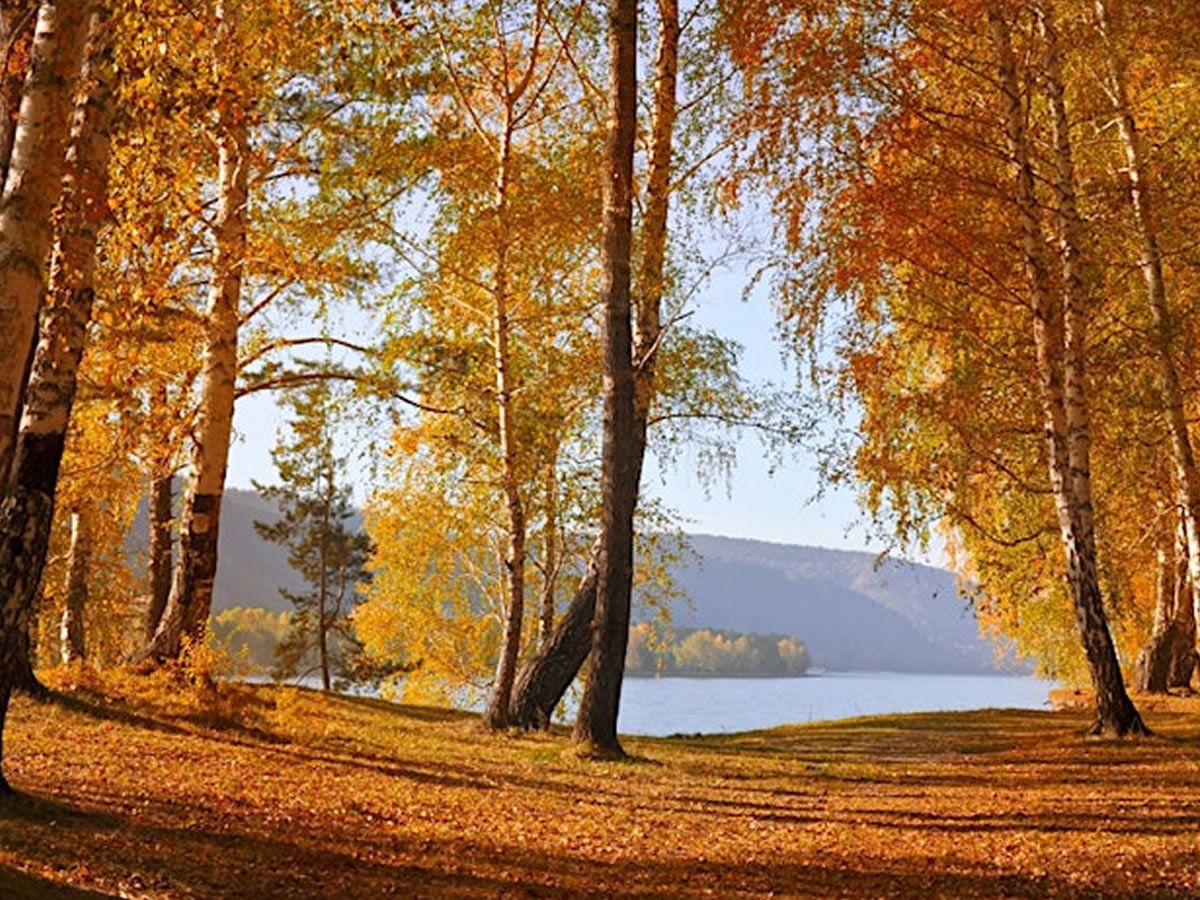 Mid-Autumn Forest Bathing Walk: Hermitage of Braid Nature Reserve