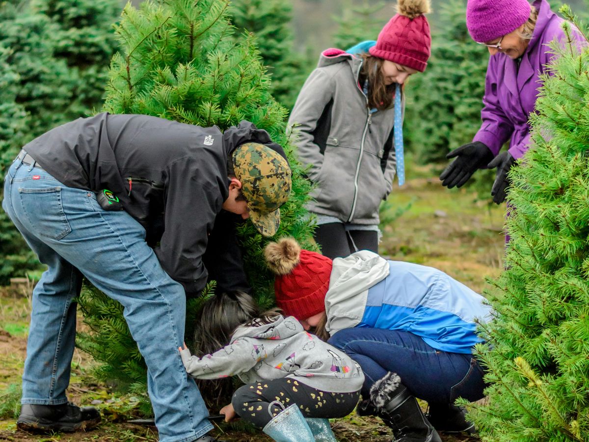 Aldi Scotland is set to sell the cheapest real Christmas trees this festive season