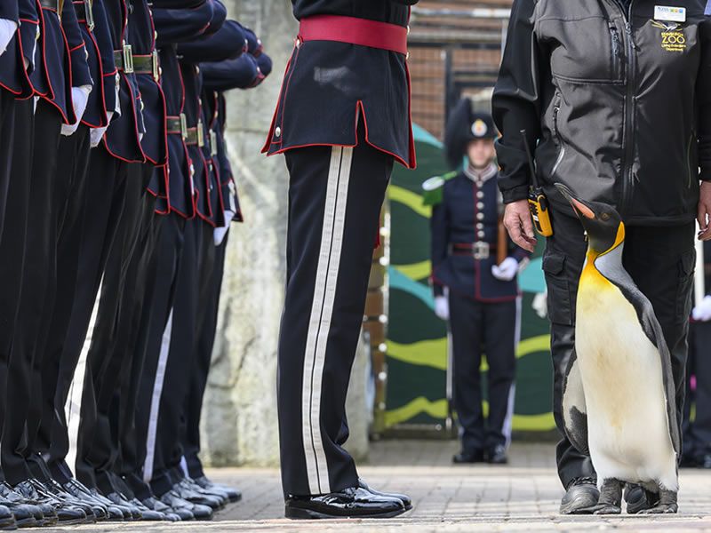 A Guard Of Honour For Sir Nils Olav, The Most Famous King Penguin In ...